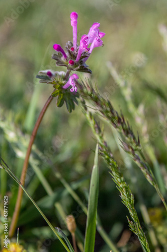 Wallpaper Mural flowering herbs in the steppe Torontodigital.ca