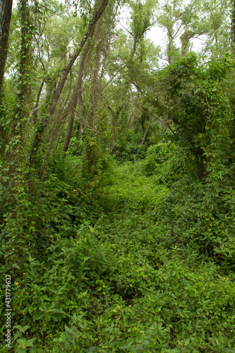 Forest background. View of the green leaves foliage and lush vegetation in the jungle. 