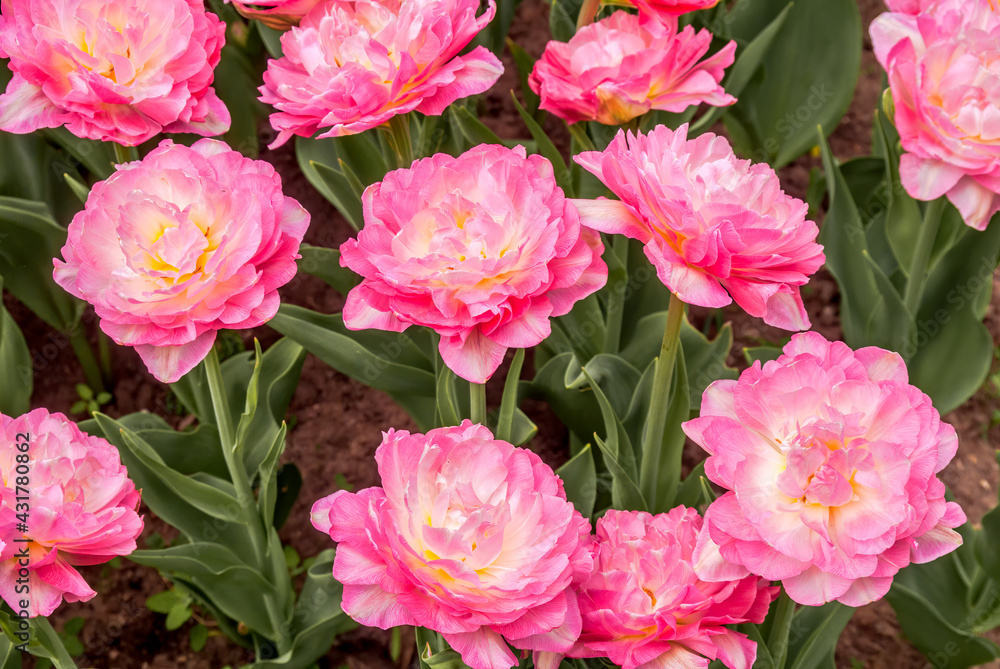Double late Tulip 'Double Sugar' (Tulipa hybrida) in park Double late Tulip 'Double Sugar' (Tulipa hybrida) in park
