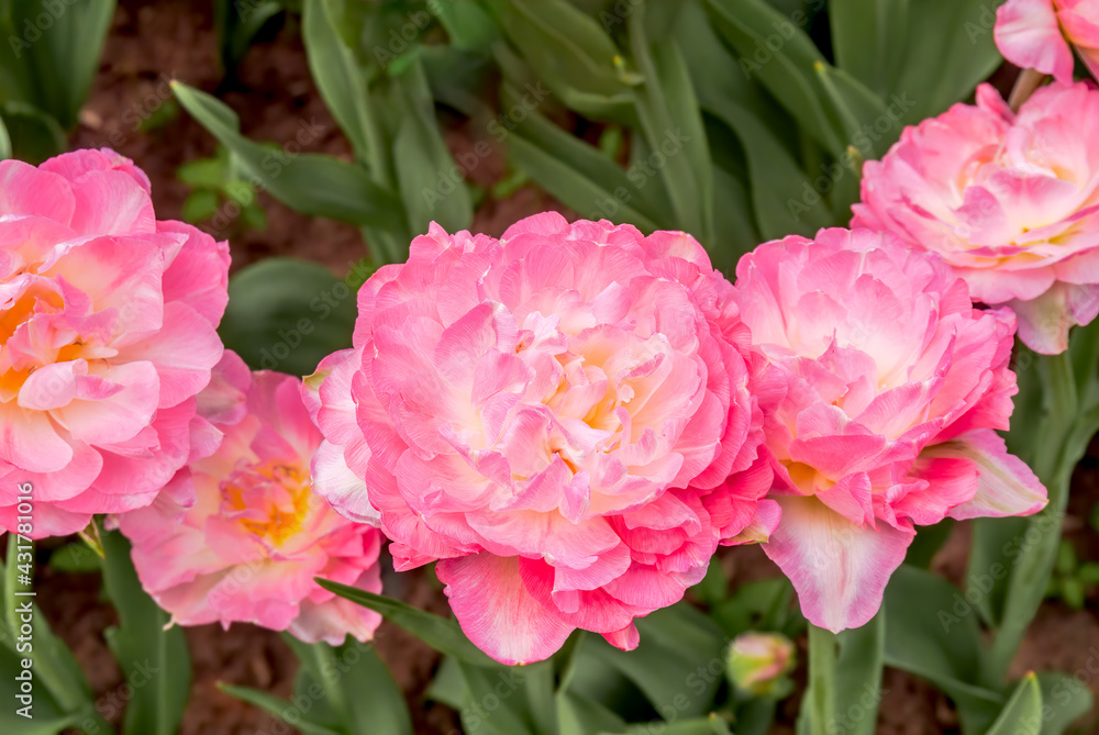 Double late Tulip 'Double Sugar' (Tulipa hybrida) in park Double late Tulip 'Double Sugar' (Tulipa hybrida) in park