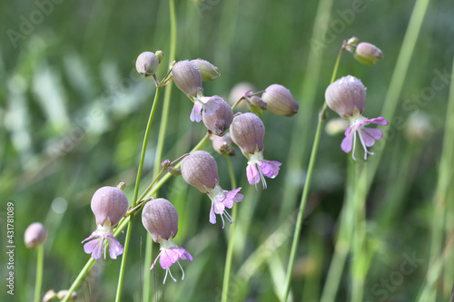 Detail of the white and pink bellied flowers of collejas (Silene vulgaris) in the field photo