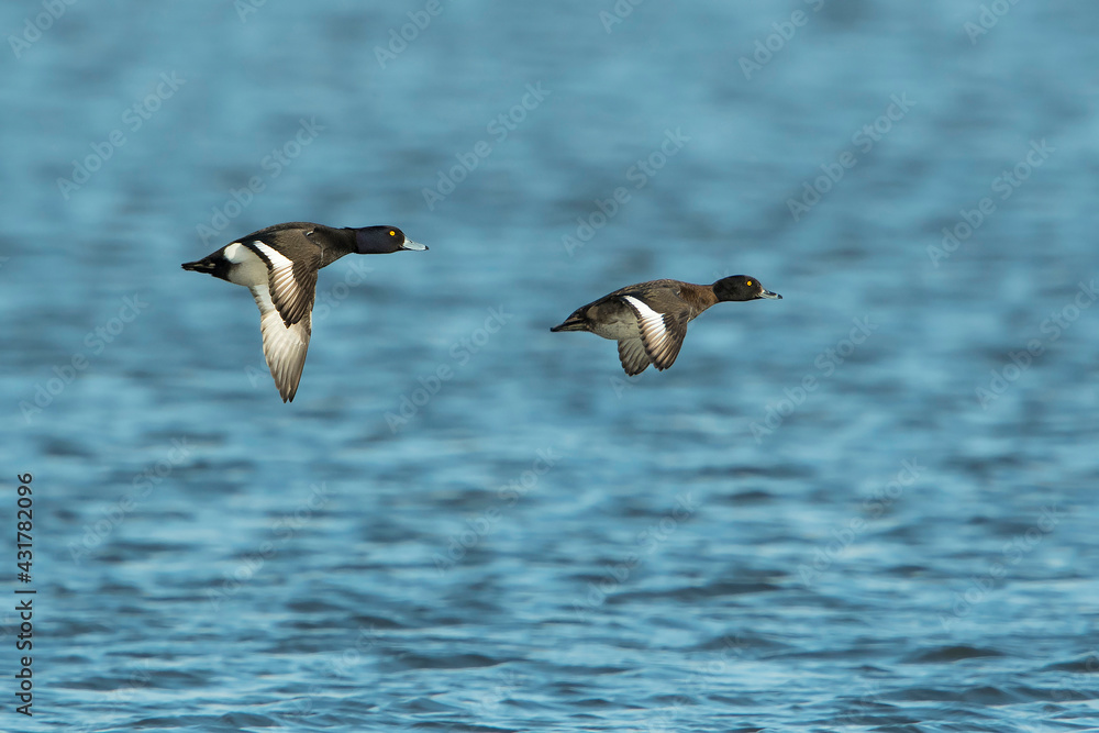 Fototapeta premium A couple of Tufted Ducks (Aythya fuligula) in flight above a lake