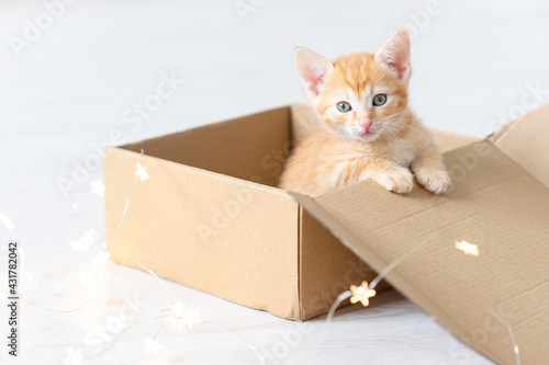 cute funny ginger cat kitten play in the box face close-up. with christmas decorations lights concept of new year and christmas.High quality photo