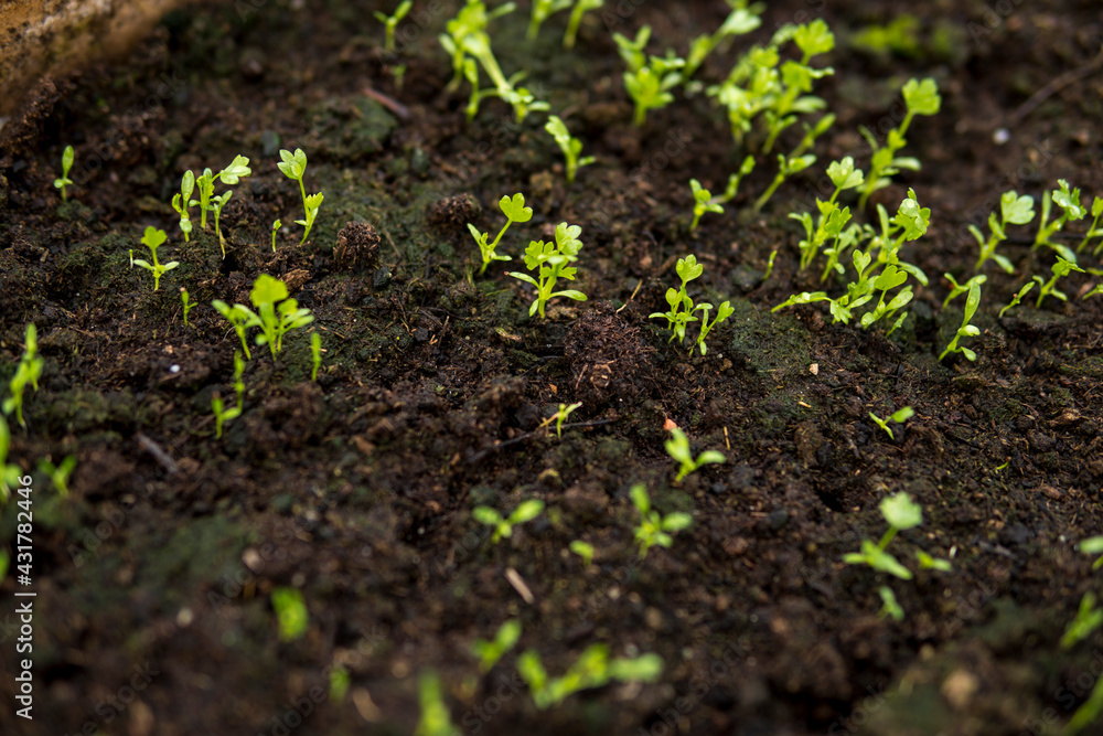 detail of a fertile soil with small seedlings detail of a fertile soil with small seedlings