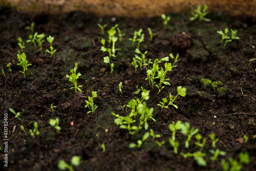 Bilde på lerret detail of a fertile soil with small seedlings
