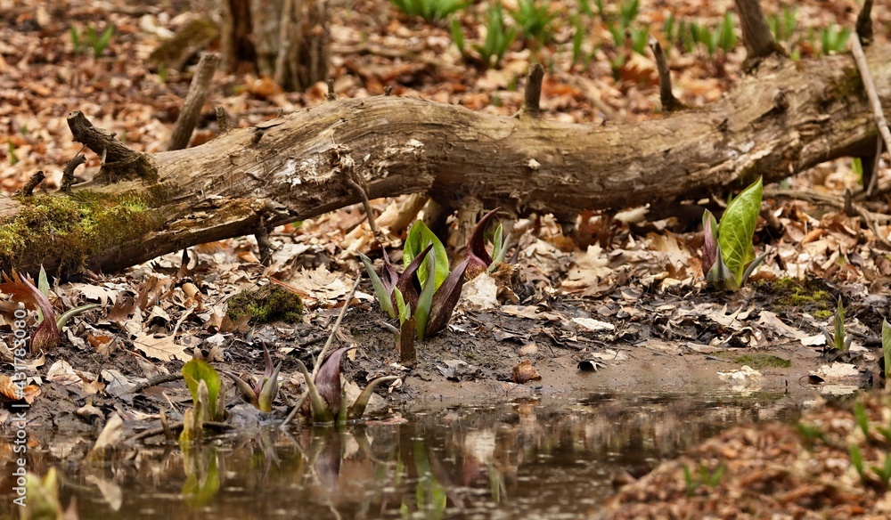 Fototapeta premium Skunk cabbage (Symplocarpus foetidus) in early spring