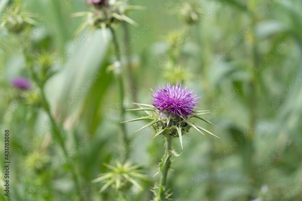Colorful and wild scotch thistle in the countryside Colorful and wild scotch thistle in the countryside