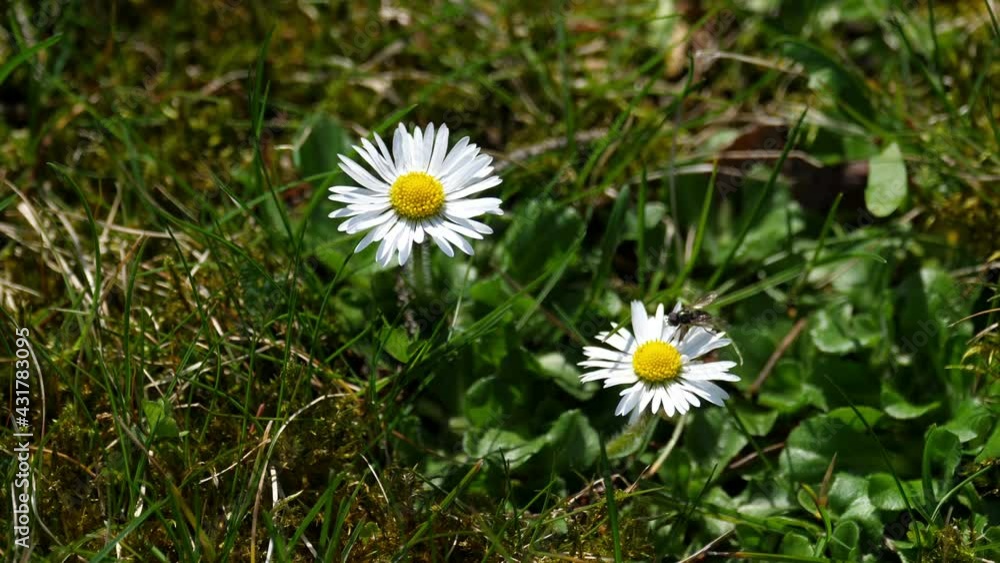 Fly on a white and yellow flower. Fly on a white and yellow flower.