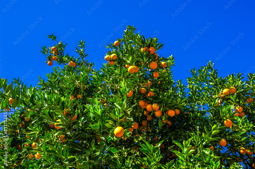 Orange fruit. Healthy and nutritious food. Orange fruit. Healthy and nutritious food.