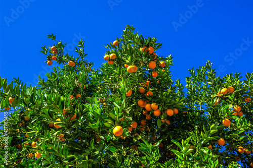 Orange fruit. Healthy and nutritious food.