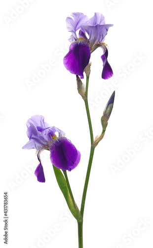 Purple iris flower isolated on white