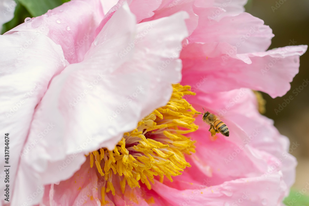 Honeybee on pink peony flower