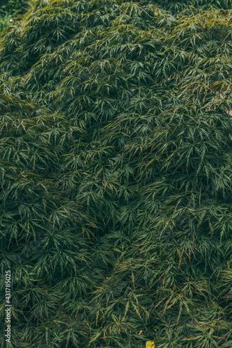 Japanese maple background