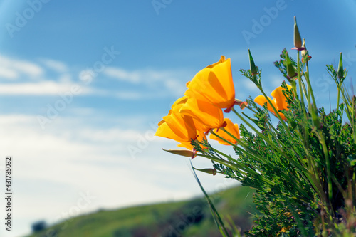 California poppy flower blooming, San Jose, CA, USA