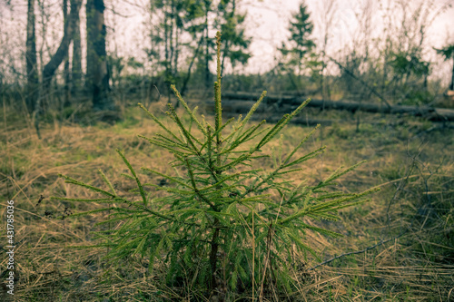 Russian Forest