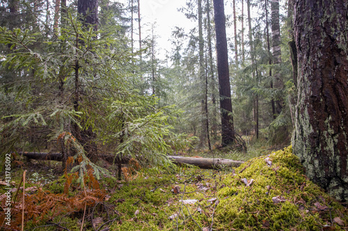 Russian Forest