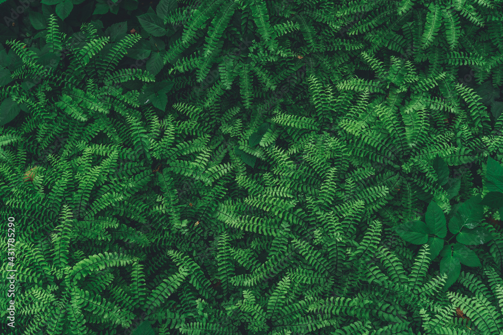 background of green fern