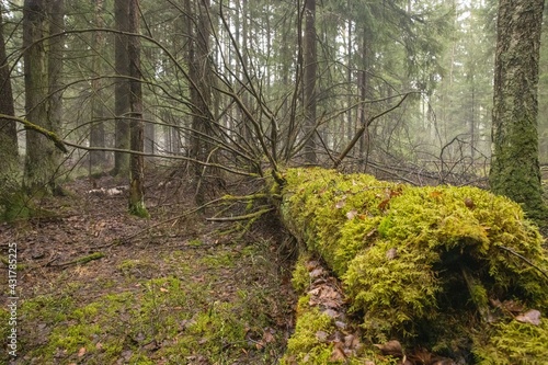 Russian Forest