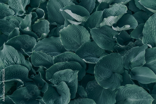 blue leafs background