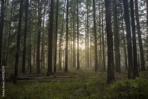 Russian Forest © Александр Невский