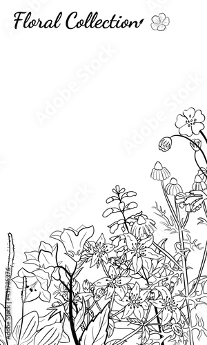 Hand drawn set of wildflowers and herbs. Sketch of summer flowers, herbs and leaves. Collection of meadow plants. Botanical illustration. Decorative elements for summer and spring desing.