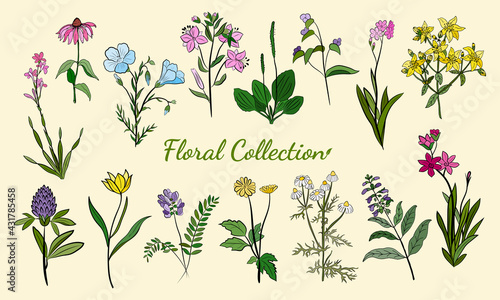 Hand drawn set of wildflowers and herbs. Sketch of summer flowers, herbs and leaves. Collection of meadow plants. Botanical illustration. Decorative elements for summer and spring desing.