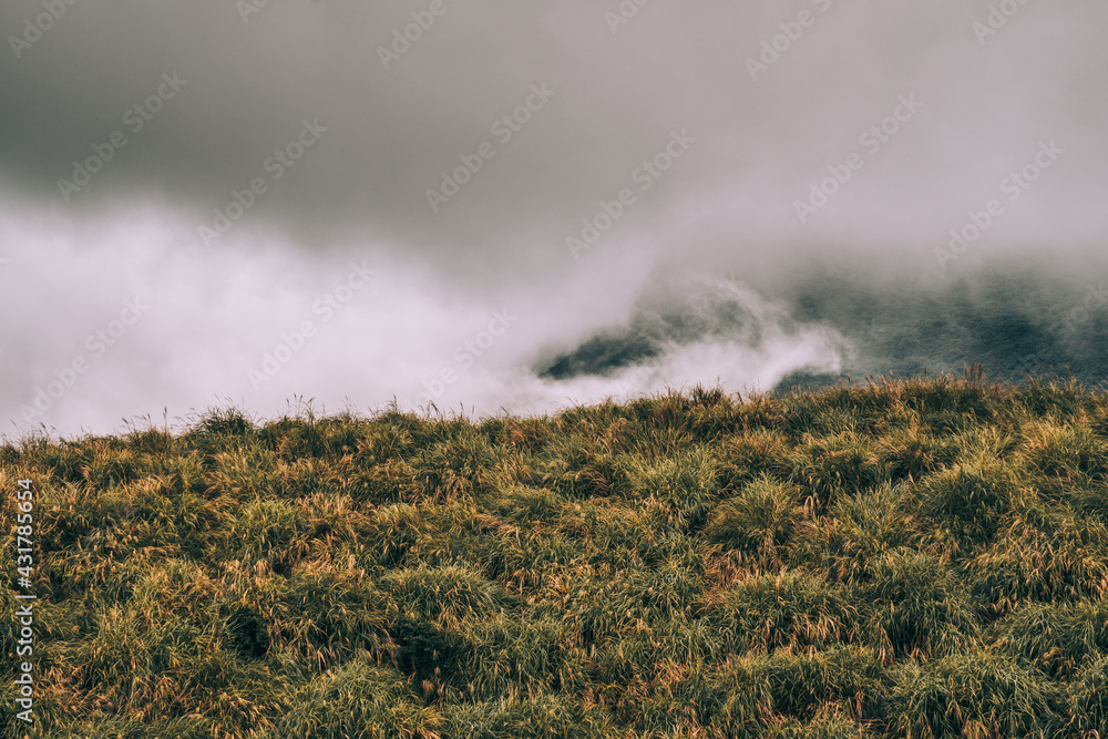 Foggy landscape