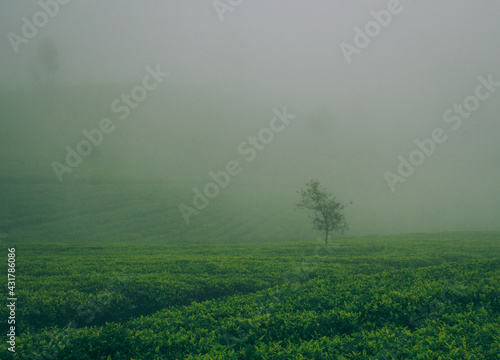 misty morning in the tea field