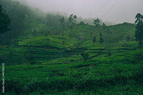 tea terraces 