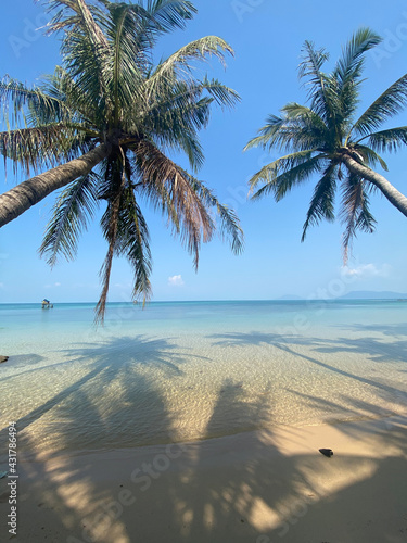 palm tree on the beach