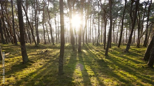 Beautiful pine tree forest at Baltic sea coast in Lithuania. Wide angle landscape with pine trees and lush green mossy forest floor. 