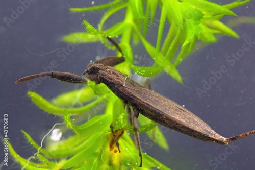 Water scorpion, Nepa cinerea, on a water plant. photo