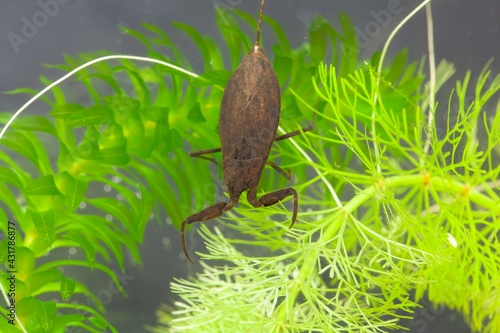 Water scorpion, Nepa cinerea, on a water plant.