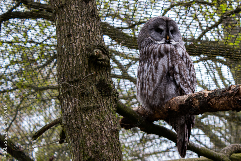 Fototapeta premium Owl