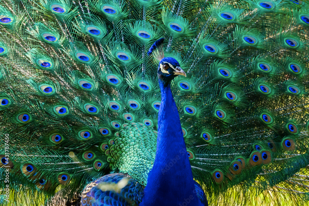 Naklejka premium Indian peafowl showing feathers