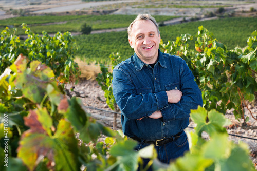Diligent mature man gathers grapes on vineyard