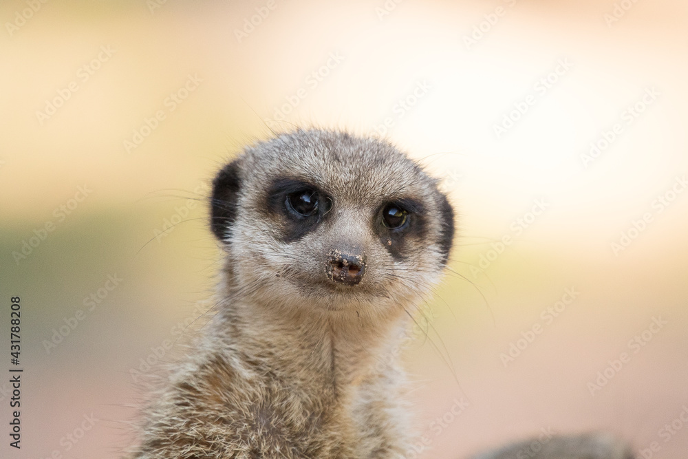 Erdmännchen Erdmännchen