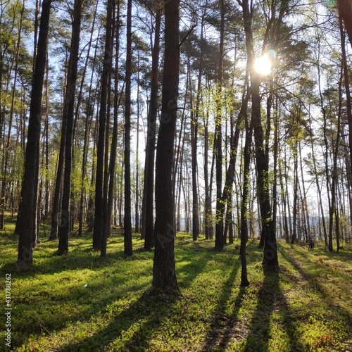 forest in autumn