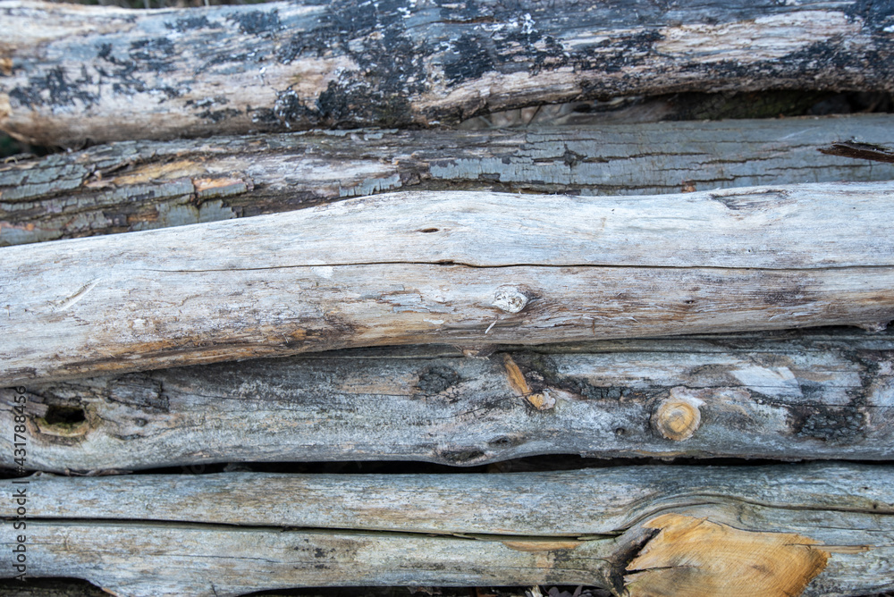 tree trunks cut and stacked tree trunks cut and stacked