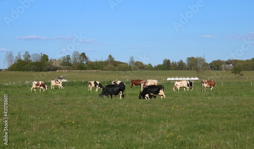 Wallpaper Mural Herd of cows of various colors graze in a green meadow outside the village Torontodigital.ca