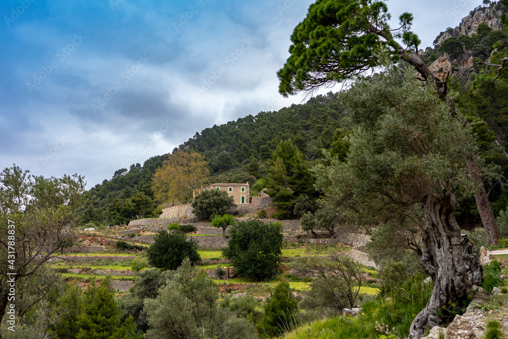 Wanderurlaub Mallorca - Wanderung zwischen Banyalbufar und Estellencs durch das Landgut, die Finca Planícia: schöne uralte Olivenbäume