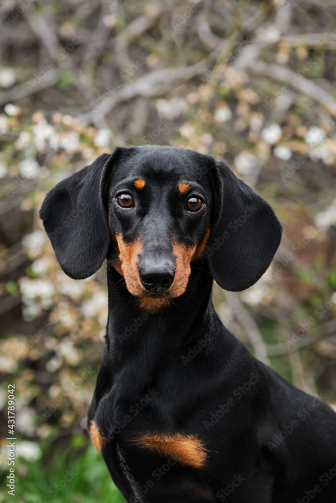 Standard smooth haired dachshund of black and tan color at the dog show. Rabbit dachshund teen face portrait close up. Dog looks carefully ahead and poses beautifully.
