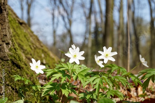Spring forest and beautiful , white anemones. Anemone nemorosa