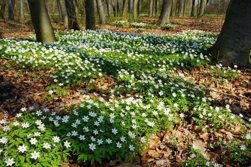 Spring forest and beautiful , white anemones. Anemone nemorosa