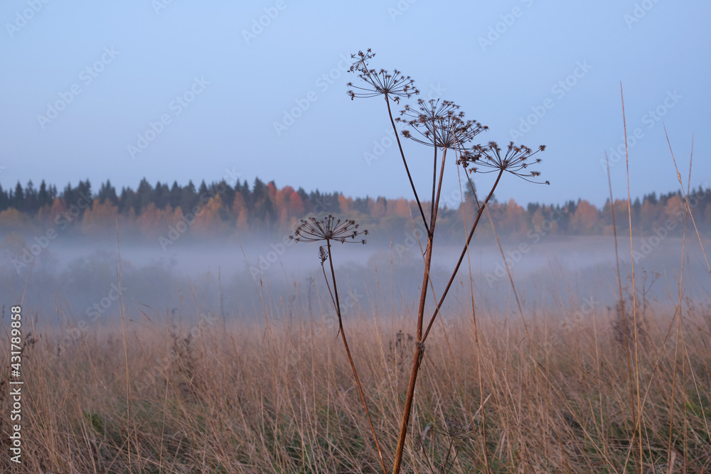 Magic fog over the field, dew on the grass, autumn landscape, the nature of the Russian north.