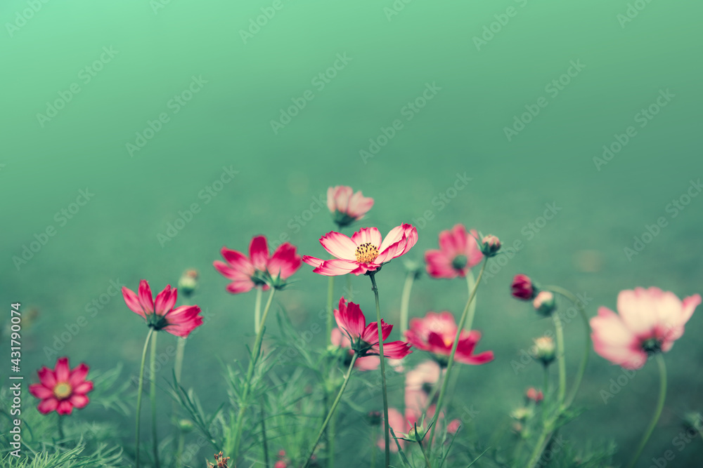 Obraz premium Pink cosmos flowers in the summer garden .