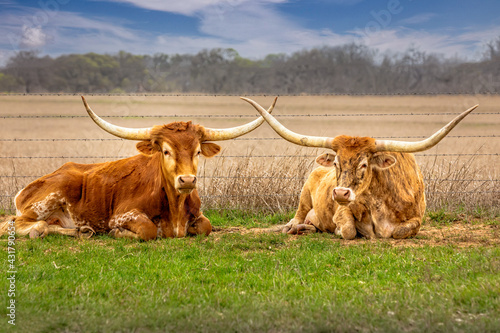 A couple of Texas longhorn cattle relaxing in the grass with crossed horns photo