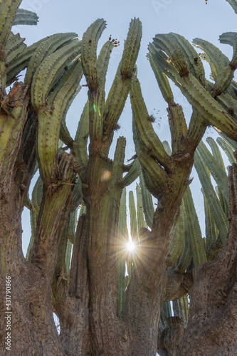 A vertical shot of Lophocereus marginatus cactus in the sun in Mixteca Poblana, Puebla, Mexico photo