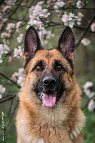 Cherry blossoms and apple trees. German Shepherd black and red color and blooming gardens. Portrait of domestic dog in luxurious white and pink flowers blooming in spring on fruit trees.