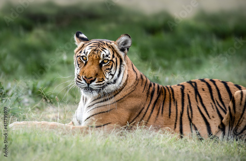 Tiger wildlife scene. Great big cat lying in nature. This powerful predator is the largest living cat species. Endangered animal in natural habitat. 